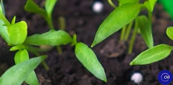 ��� ������ ������� ������ �����: �������� �������� � �� �������