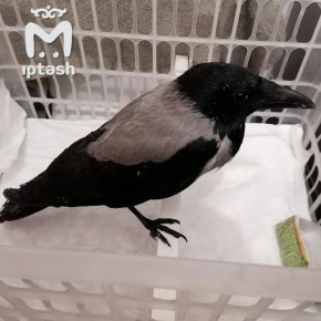 ��������� � ��������� ������ ������ � ������