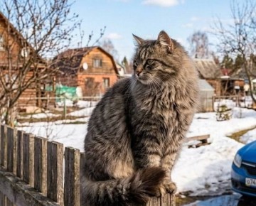 ���������� �� +12 ����� �����-�������� � ����� ������?