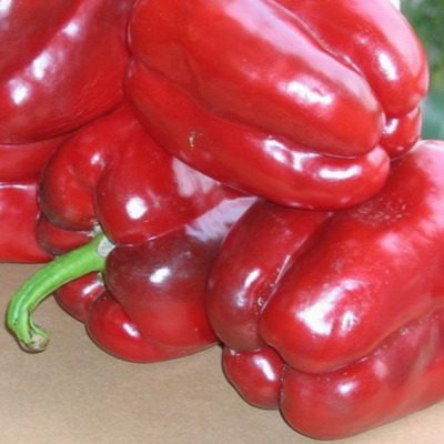 Перец Элефант: идеальный выбор для теплицы с огромными плодами