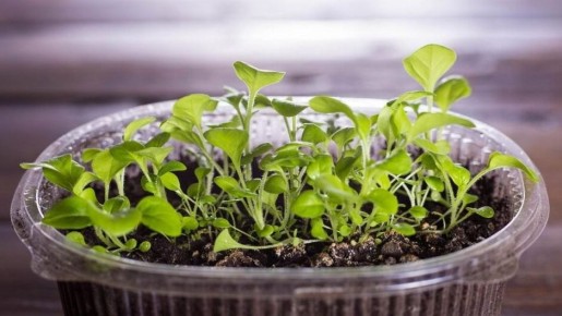 ��� �� ��������� ������ ������� �������: �������� ������ ��� ���������