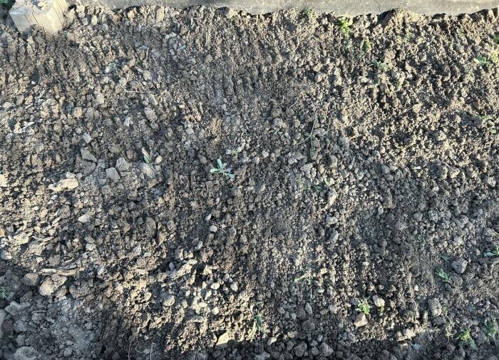 Зола как органическое удобрение: в чем её ценность?