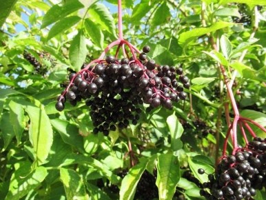 ׸���� ������: ������� ��������, �������������� � ���� �������