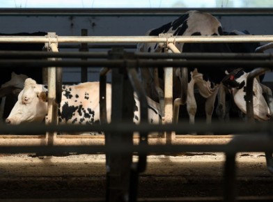 � ������� �������� ������������� ������� ���������� ������� ���� ��-�� ������������, ������� ������ �������