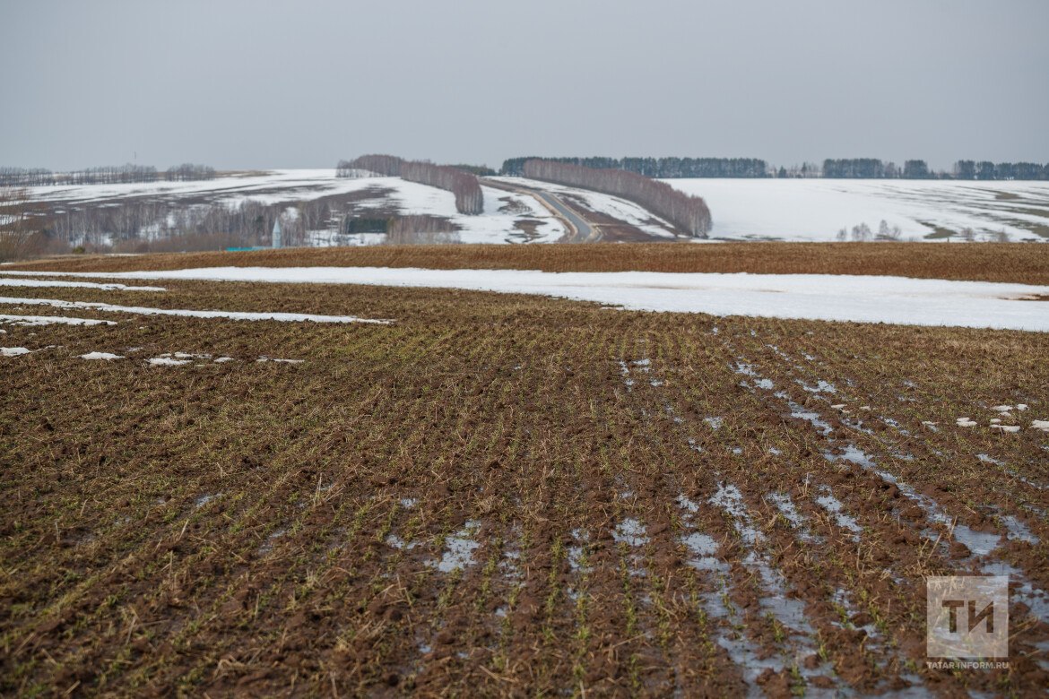 В Татарстане гибель озимых культур оказалась незначительной