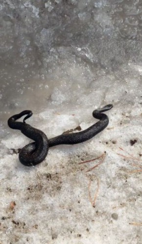 � ���������� ������������ ������ ������ ����������� ����