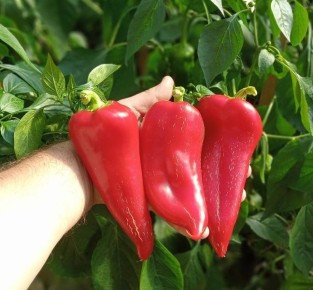 ����� ������: ��������� ������ ������ ��� ������� � �����������