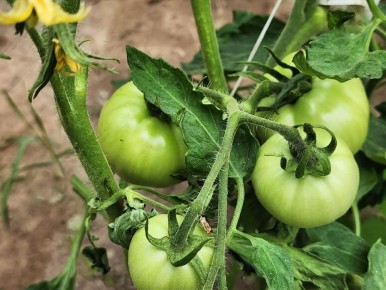 ����� �������: ������� ��������� ����������� � ������� �����������