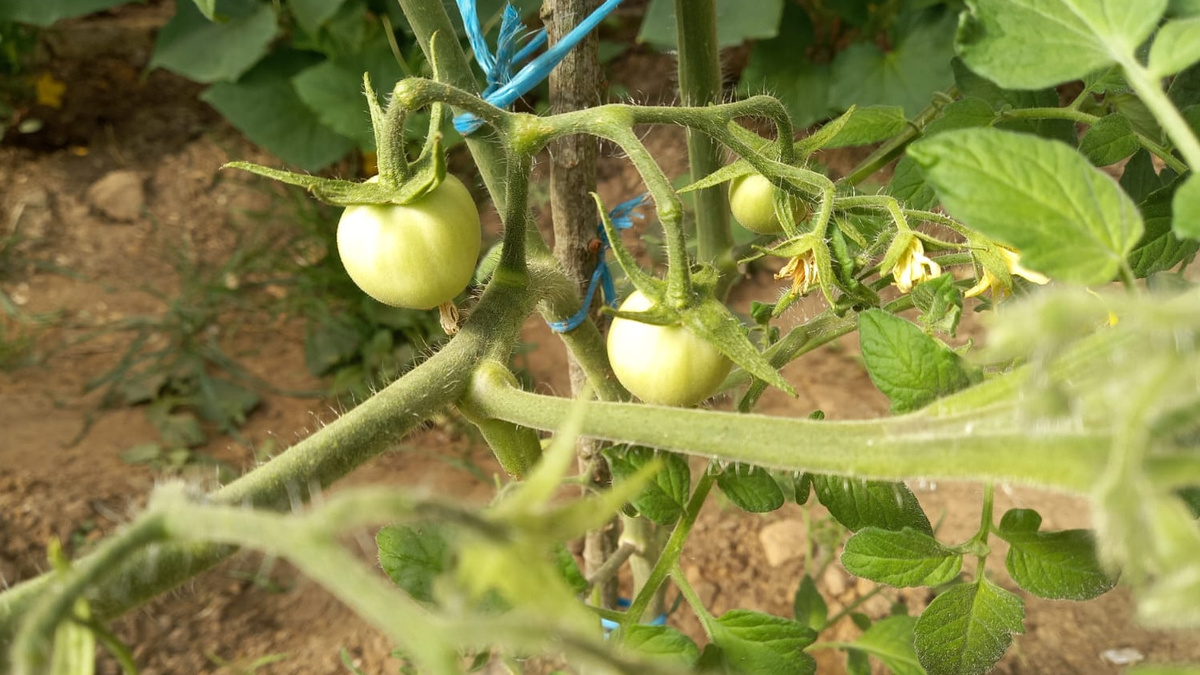 Как крапива помогла увеличить урожай помидоров в 3,4 раза
