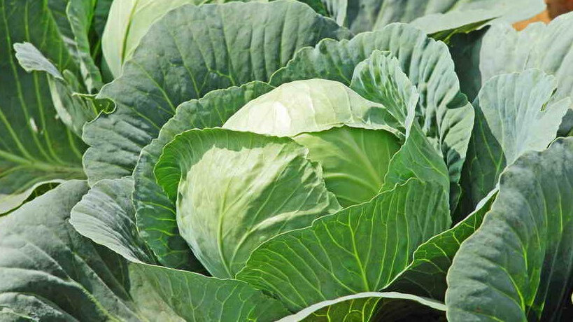 Чистая капуста без химии: полезные секреты, о которых вы не догадывались