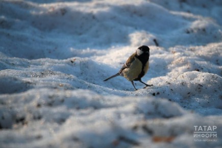 ������ � ���������� �� 23 �����: �����, �� �� ������� ����������