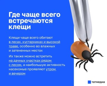 Роспотребнадзор напомнил, какие инфекции могут переносить клещи