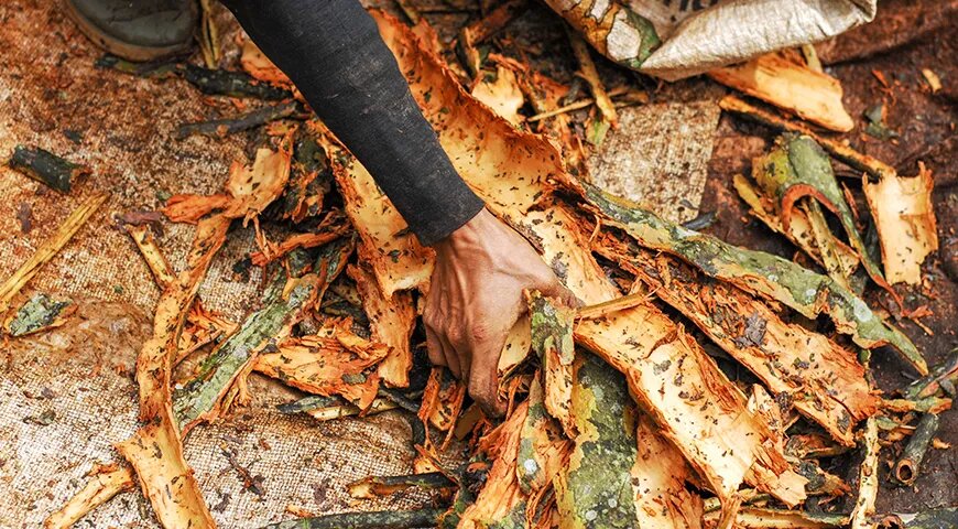 Тоник: путь от лекарства к коктейльной иконы