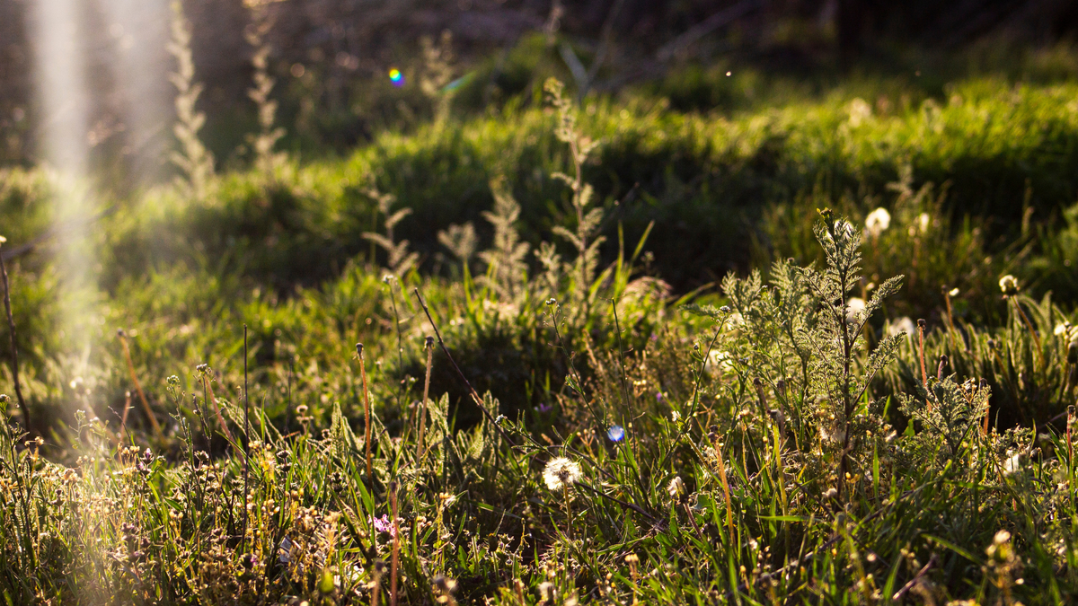 Можжевельник: уникальное растение для здоровья и кулинарии