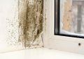Плесень в доме: причины появления и ее опасности