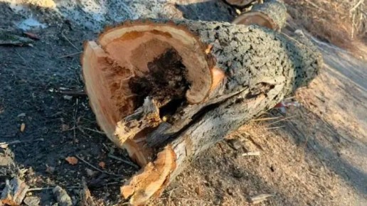 Власти Казани объяснили вырубку деревьев на берегу озера Кабан