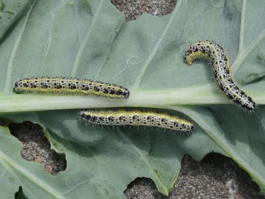 ����������� ��������, ������� ������� ���� ������� �� ����������