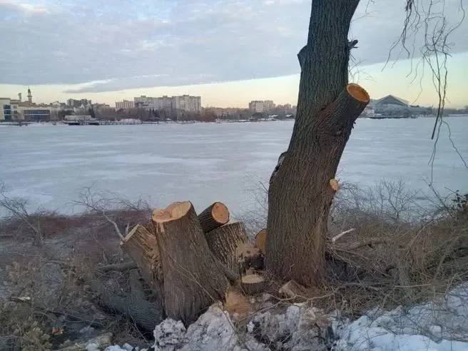 Что происходит с деревьями на озере Кабан
