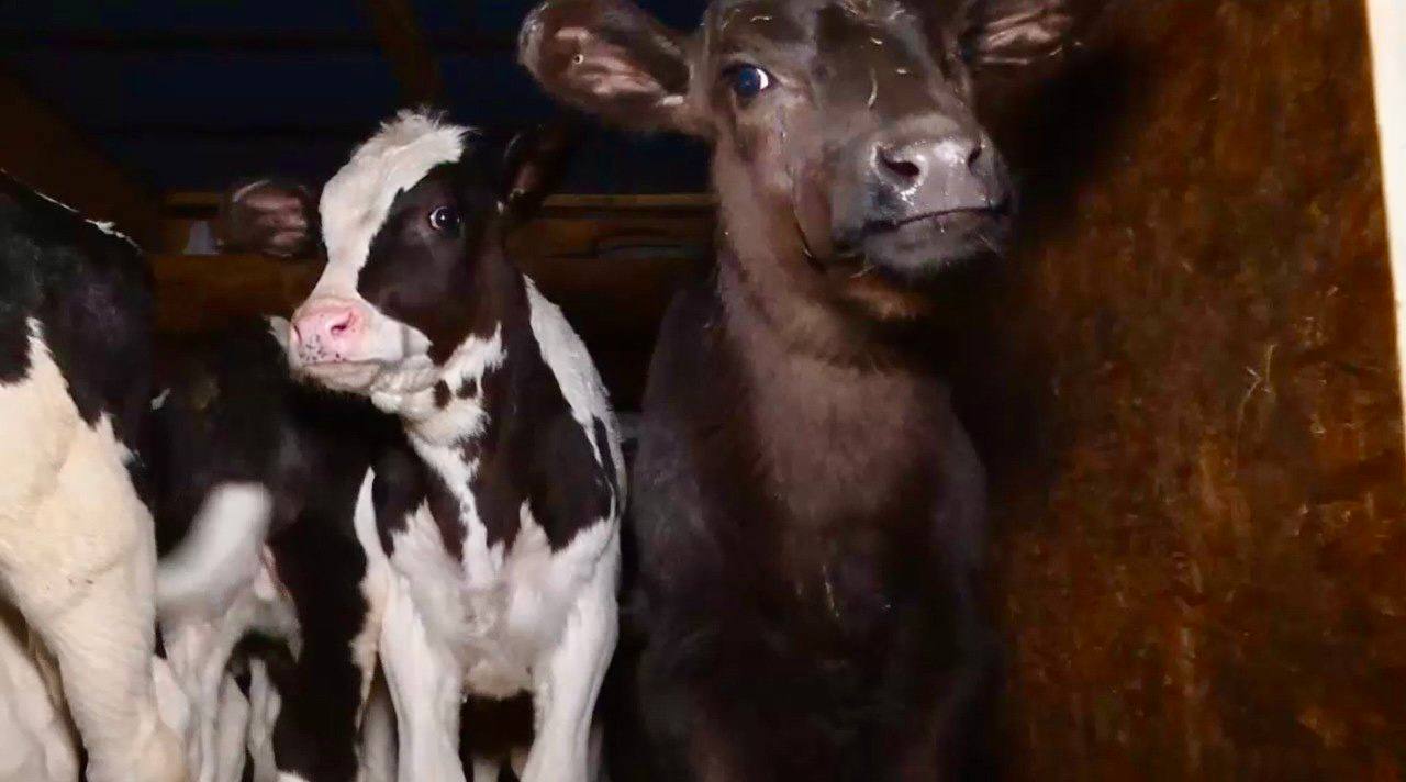 Пастереллёз наступает: в Татарстане вводят жёсткие ограничения