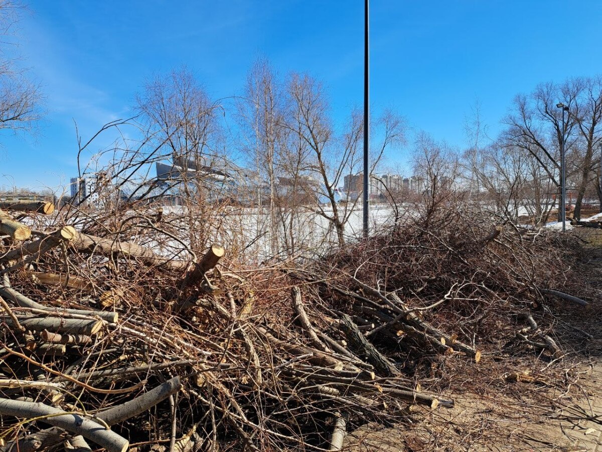 Власти Казани прокомментировали вырубку деревьев вдоль озера Кабан