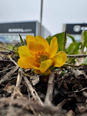 На улице Спортивной появились первые весенние цветы