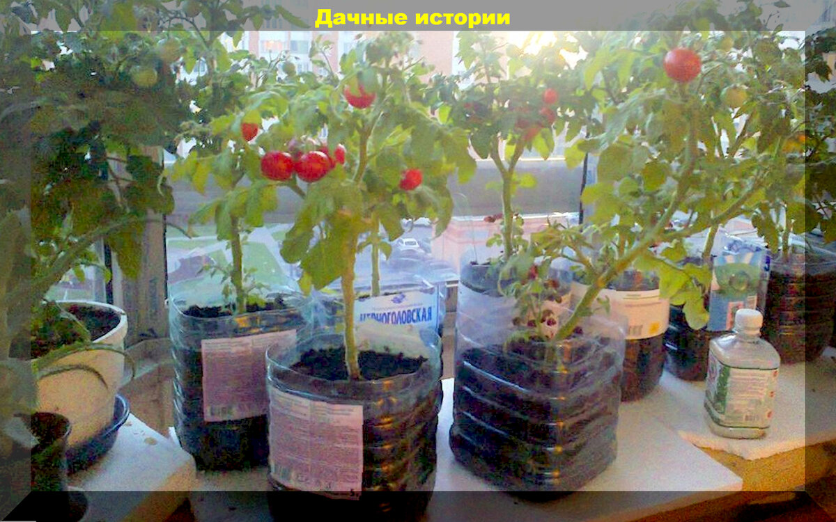 Как вырастить огурцы и помидоры на подоконнике: секреты успешного ухода