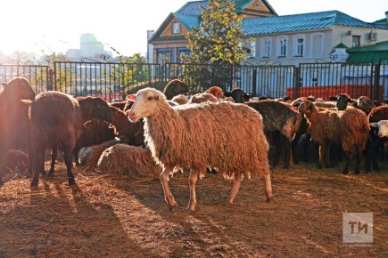 ������������ �������� �������� �������� ��� ������-������� � ����������