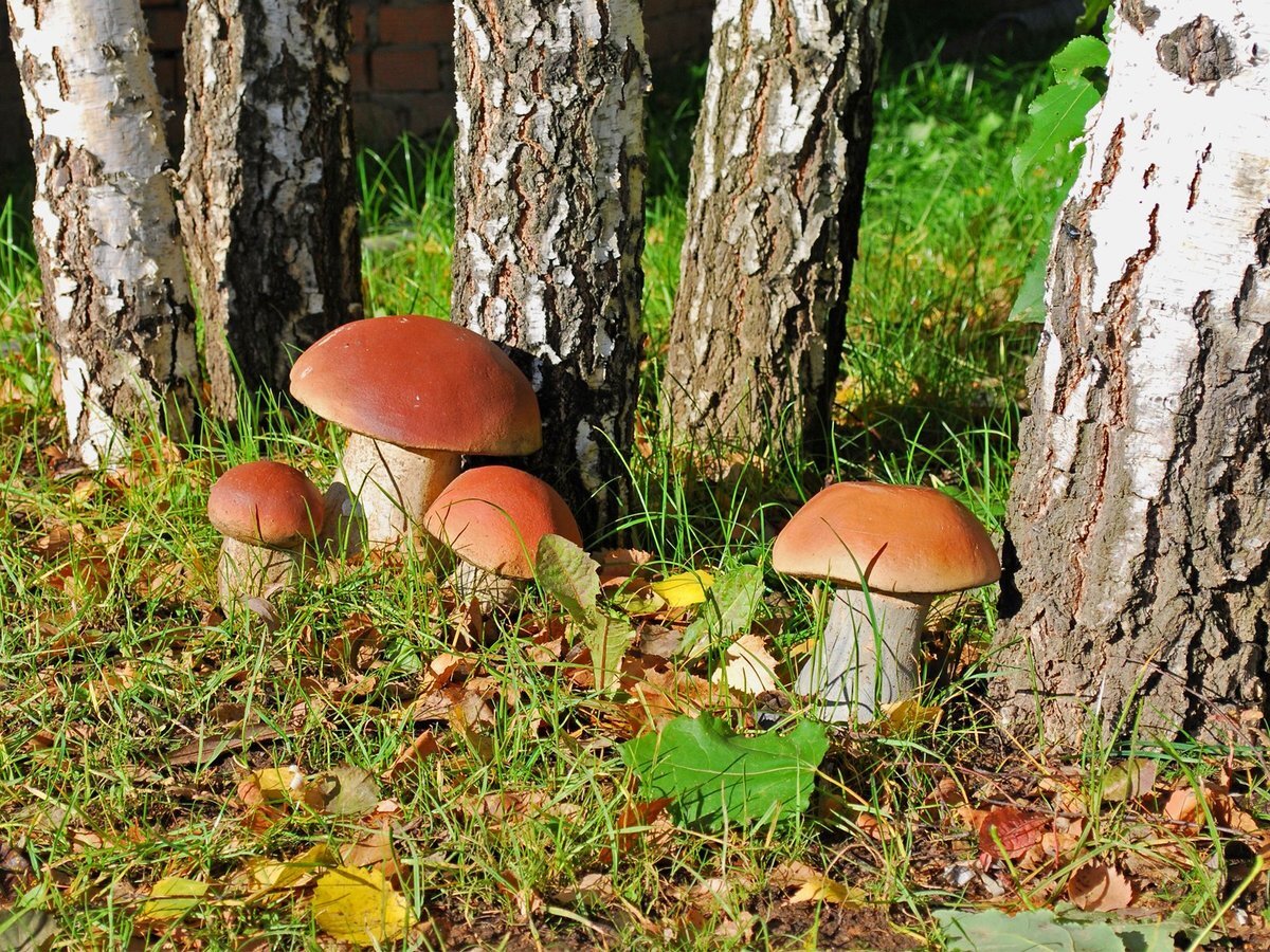 Как грибы захватили мир и можно ли вырастить их на своем участке