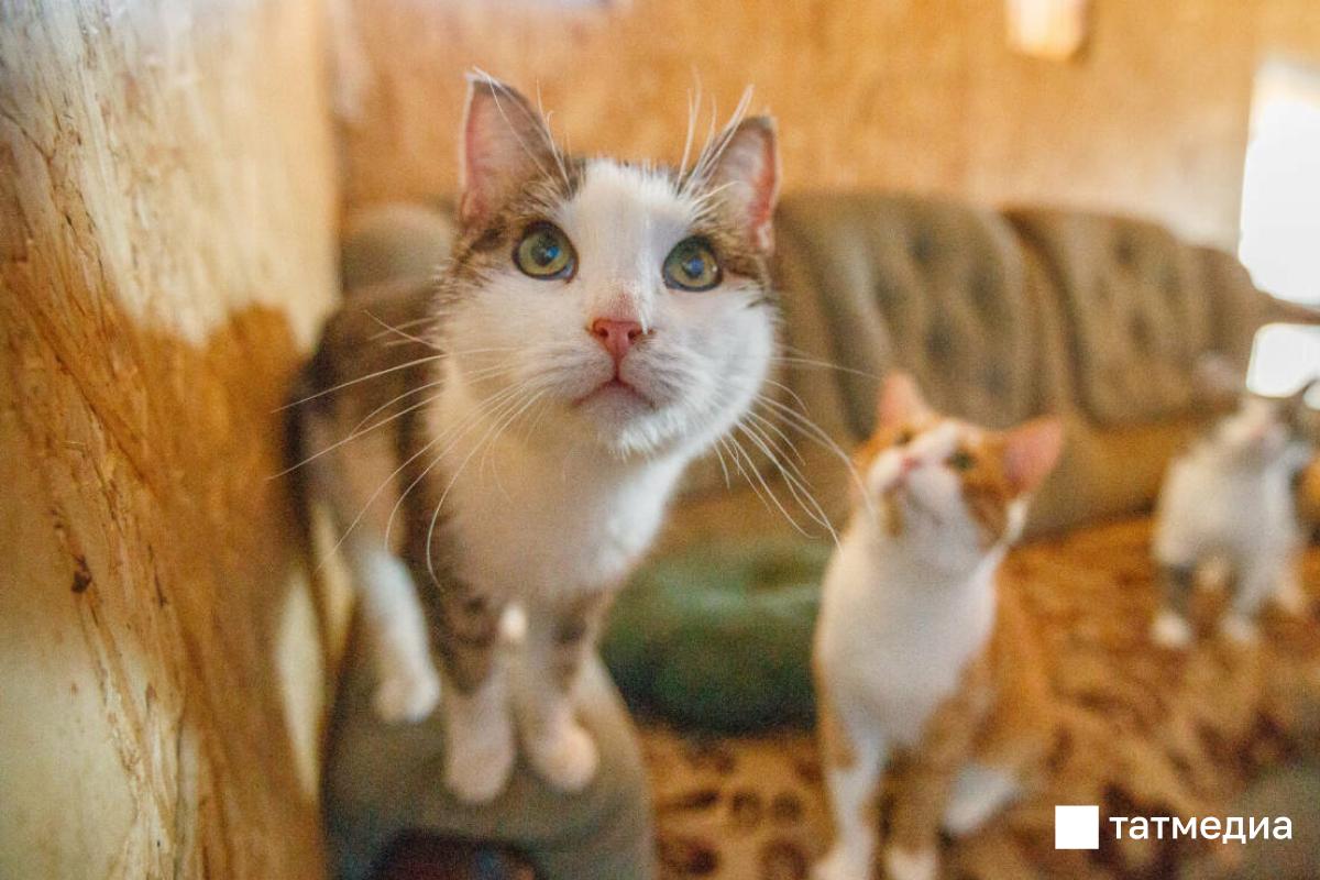 В Татарстане предложили ограничить число домашних животных в квартирах