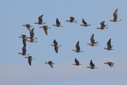 � ���������� �������� ������ ���� � �������� �������� � ����