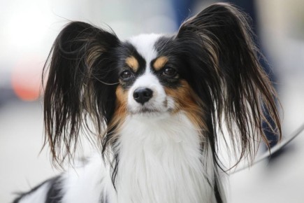 � ���������� ����� ���������� ����� �������� �������� � ���������