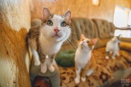 � ���������� ���������� ���������� ����� �������� �������� � ���������