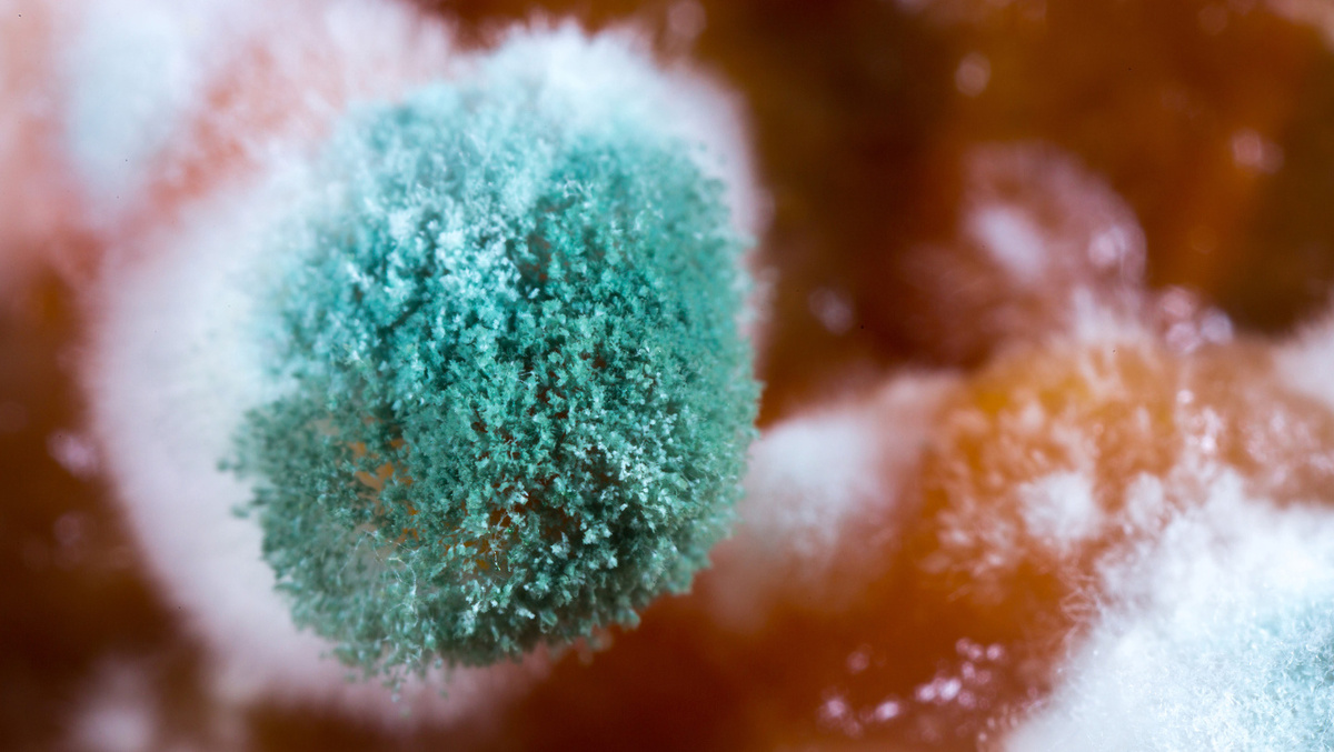 Какие риски скрывает плесень на продуктах и как с ней бороться