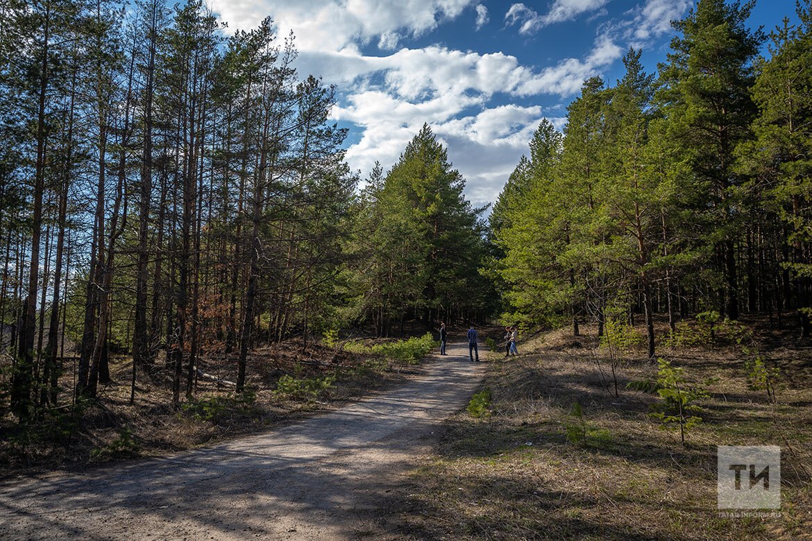 Лесное хозяйство Татарстана получит новую технику для охраны и восстановления лесов