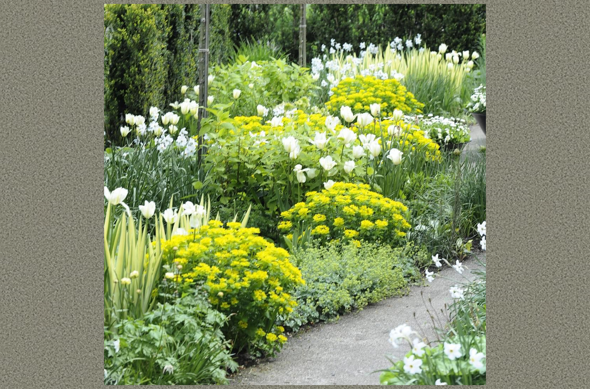 Спокойствие желтого: гармоничные цветовые сочетания для вашего сада