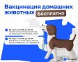 Бесплатная вакцинация домашних животных пройдет в Казани 29 марта