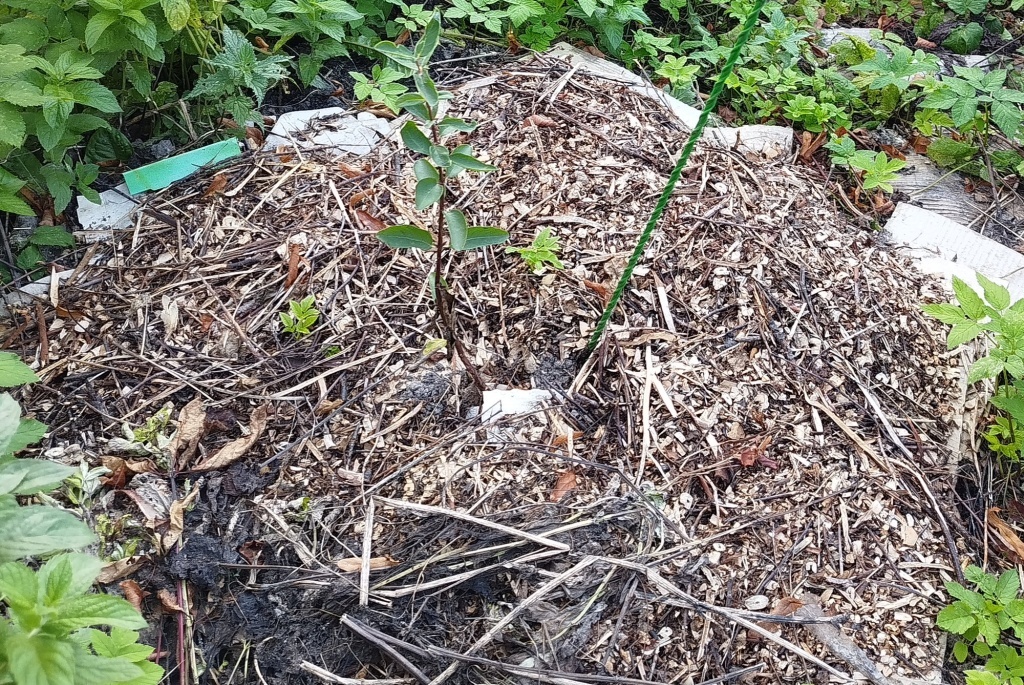 Мульча: секреты безопасного использования и кто в ней зимует