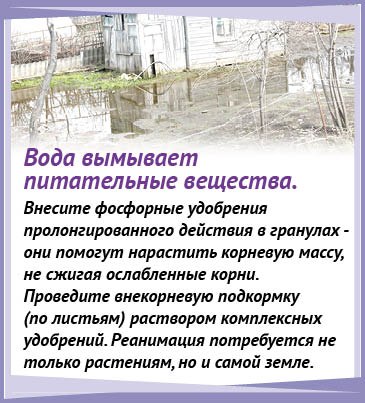 Чем излишек влаги опасен для растений на дачном участке и как им помочь пережить затопление, рассказывает наш постоянный консультант - кандидат биологических наук Ольга ЛЕУШЕВА Чем излишек влаги опасен для растений на дачном участке и как им помочь пережить затопление, рассказывает наш постоянный консультант - кандидат биологических наук Ольга ЛЕУШЕВА