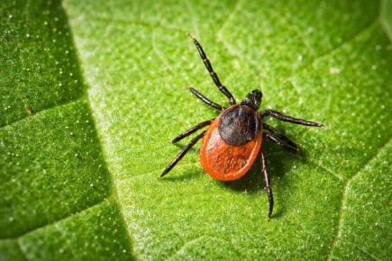 Клещи проснулись раньше: сезон уже начался