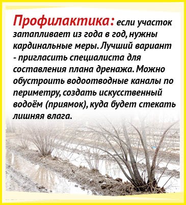 Чем излишек влаги опасен для растений на дачном участке и как им помочь пережить затопление, рассказывает наш постоянный консультант - кандидат биологических наук Ольга ЛЕУШЕВА Чем излишек влаги опасен для растений на дачном участке и как им помочь пережить затопление, рассказывает наш постоянный консультант - кандидат биологических наук Ольга ЛЕУШЕВА