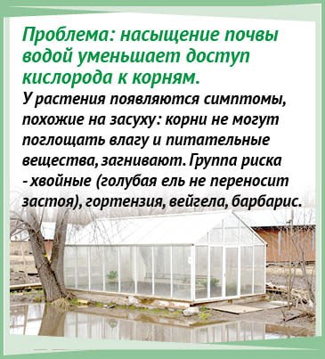 Чем излишек влаги опасен для растений на дачном участке и как им помочь пережить затопление, рассказывает наш постоянный консультант - кандидат биологических наук Ольга ЛЕУШЕВА Чем излишек влаги опасен для растений на дачном участке и как им помочь пережить затопление, рассказывает наш постоянный консультант - кандидат биологических наук Ольга ЛЕУШЕВА