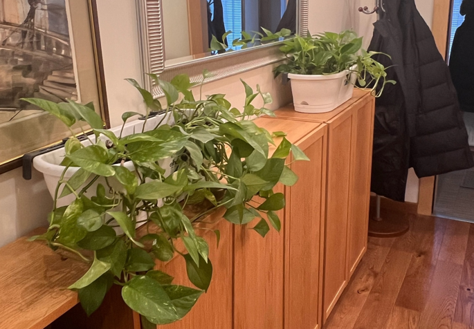 Как спасти необычные растения: советы по уходу для начинающих садоводов