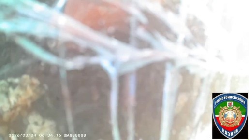 � ������ ������� �������� � �������������� ����������: ���������� ���� �������