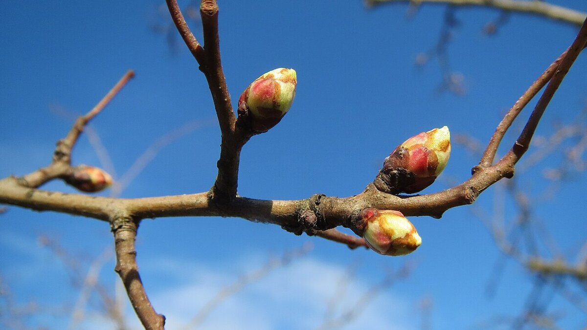 Вредители в почках сада: как защитить свои растения