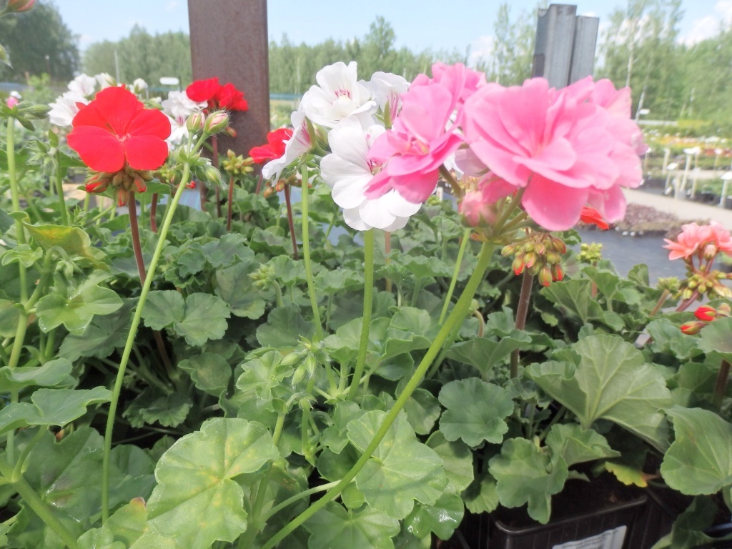 Как выбрать цветы вместо петунии: 10 простых и красивых вариантов