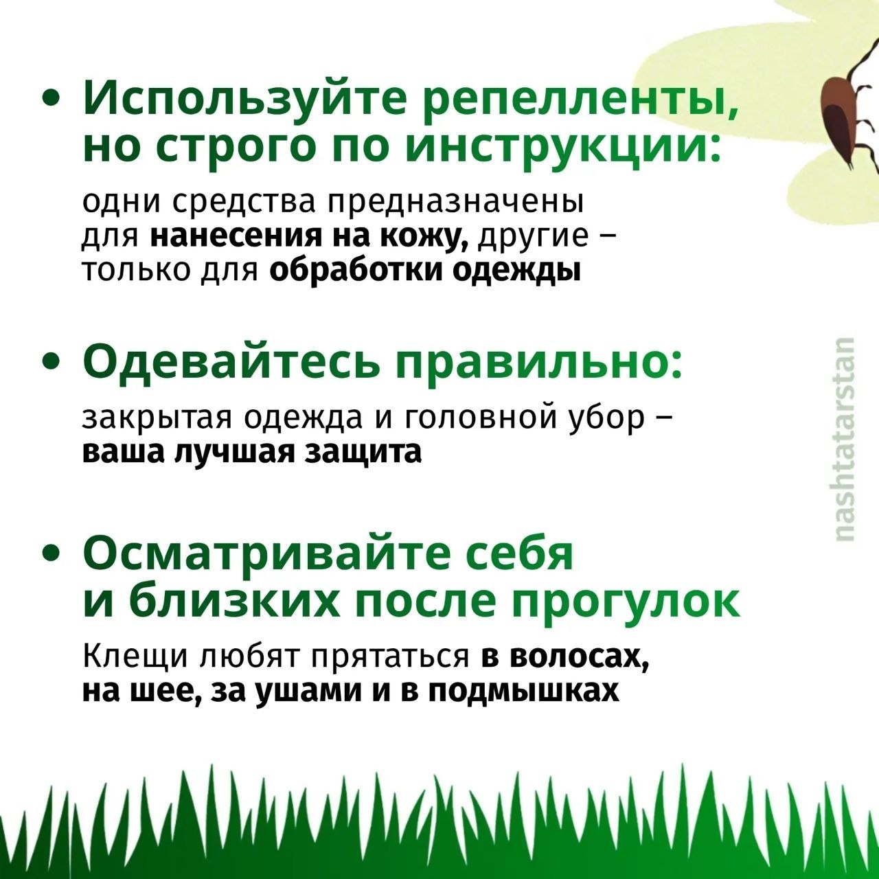 В Татарстане зарегистрированы первые случаи укусов клещей В Татарстане зарегистрированы первые случаи укусов клещей