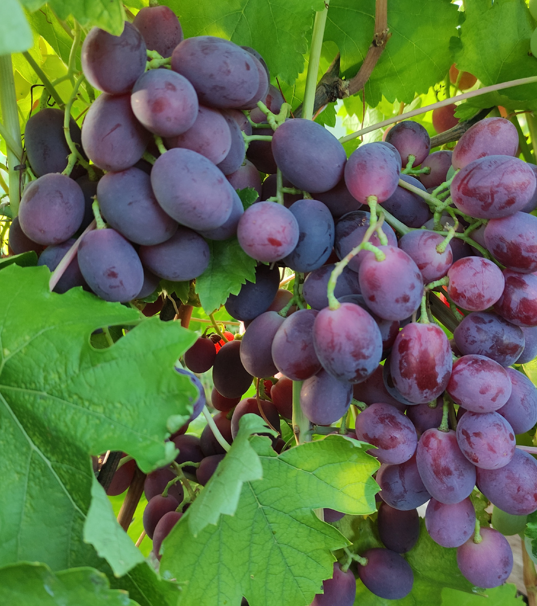 Как правильно сформировать виноградный куст: советы для начинающих