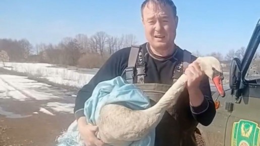 В Татарстане спасли краснокнижного лебедя-шипуна