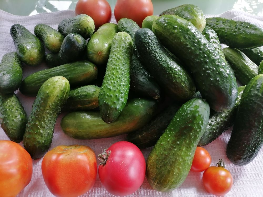 Непростые решения для избытка огурцов и кабачков