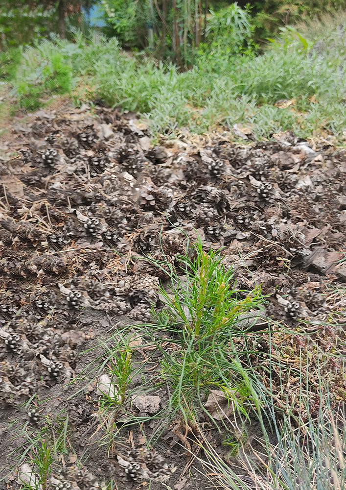 Как преобразить обыкновенные ёлки в стильные живые скульптуры